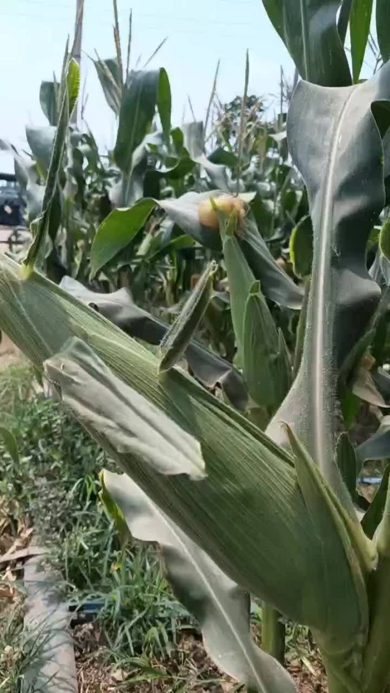白糯甜玉米白糯甜玉米