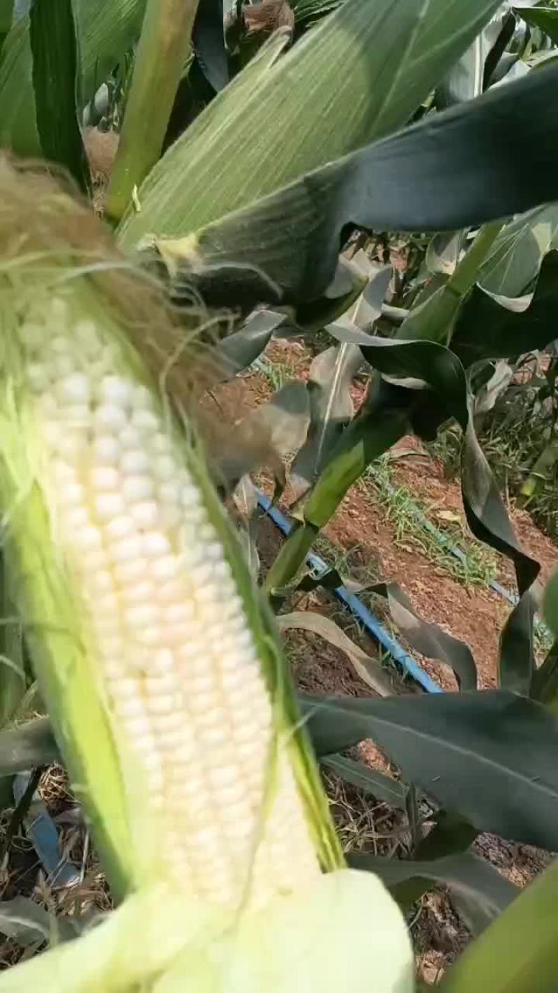 白糯甜玉米白糯甜玉米