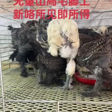 云南无量山高毛脚土鸡