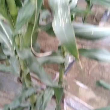 万糯玉米