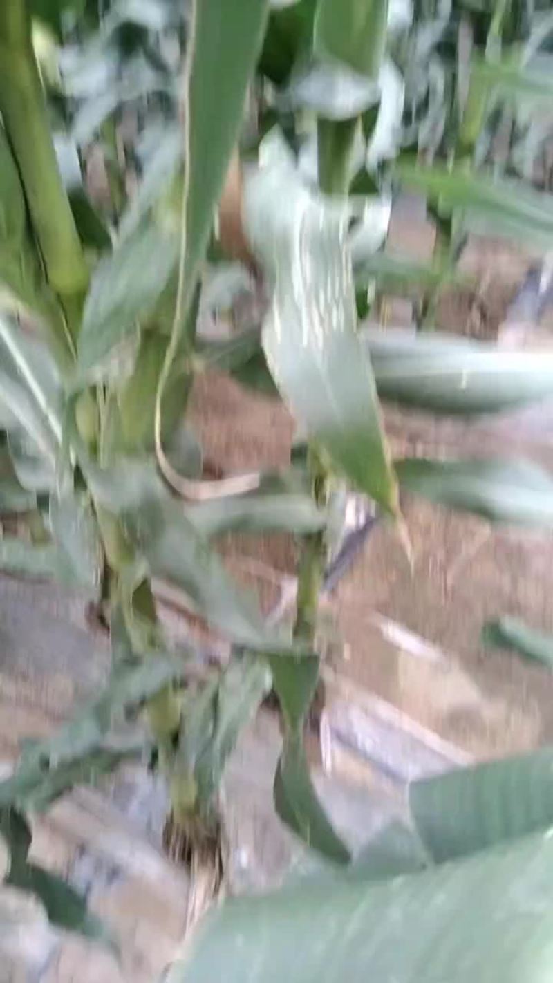 万糯玉米