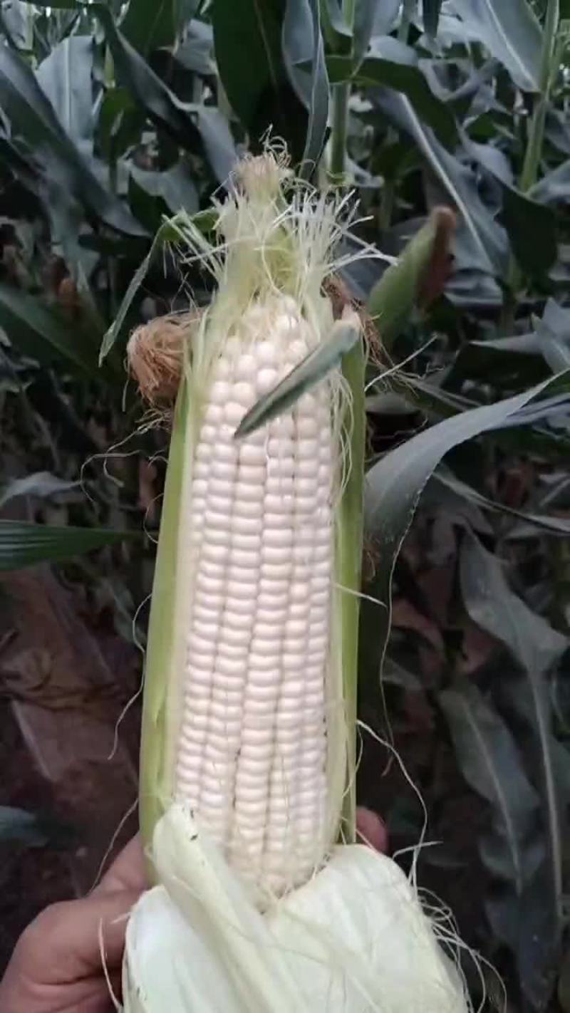 万糯玉米