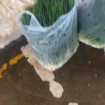 小香葱