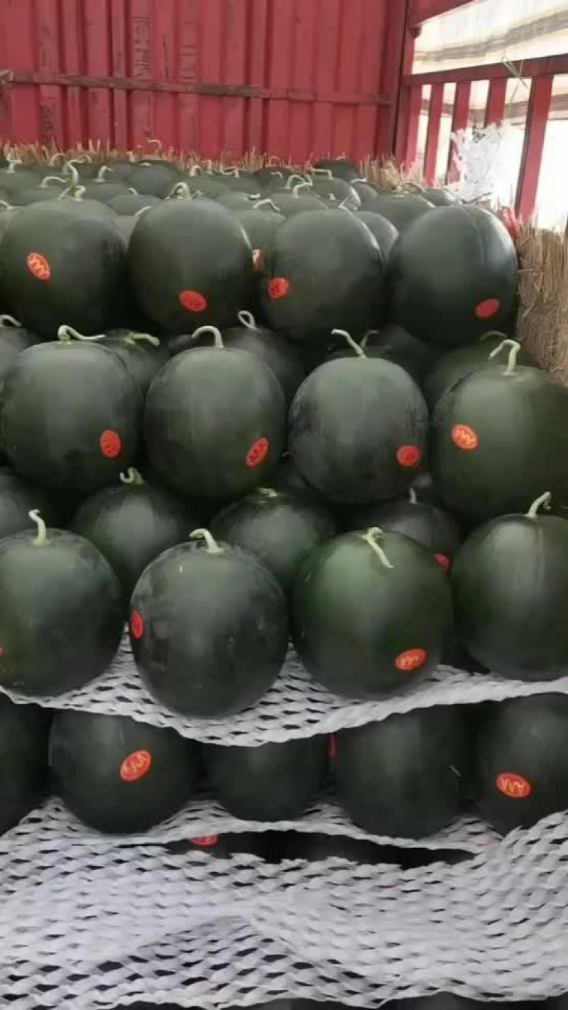 陕西黑无籽