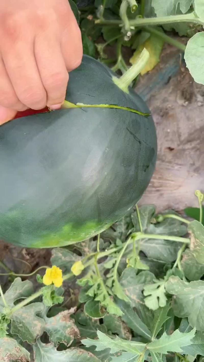 陕西黑无籽