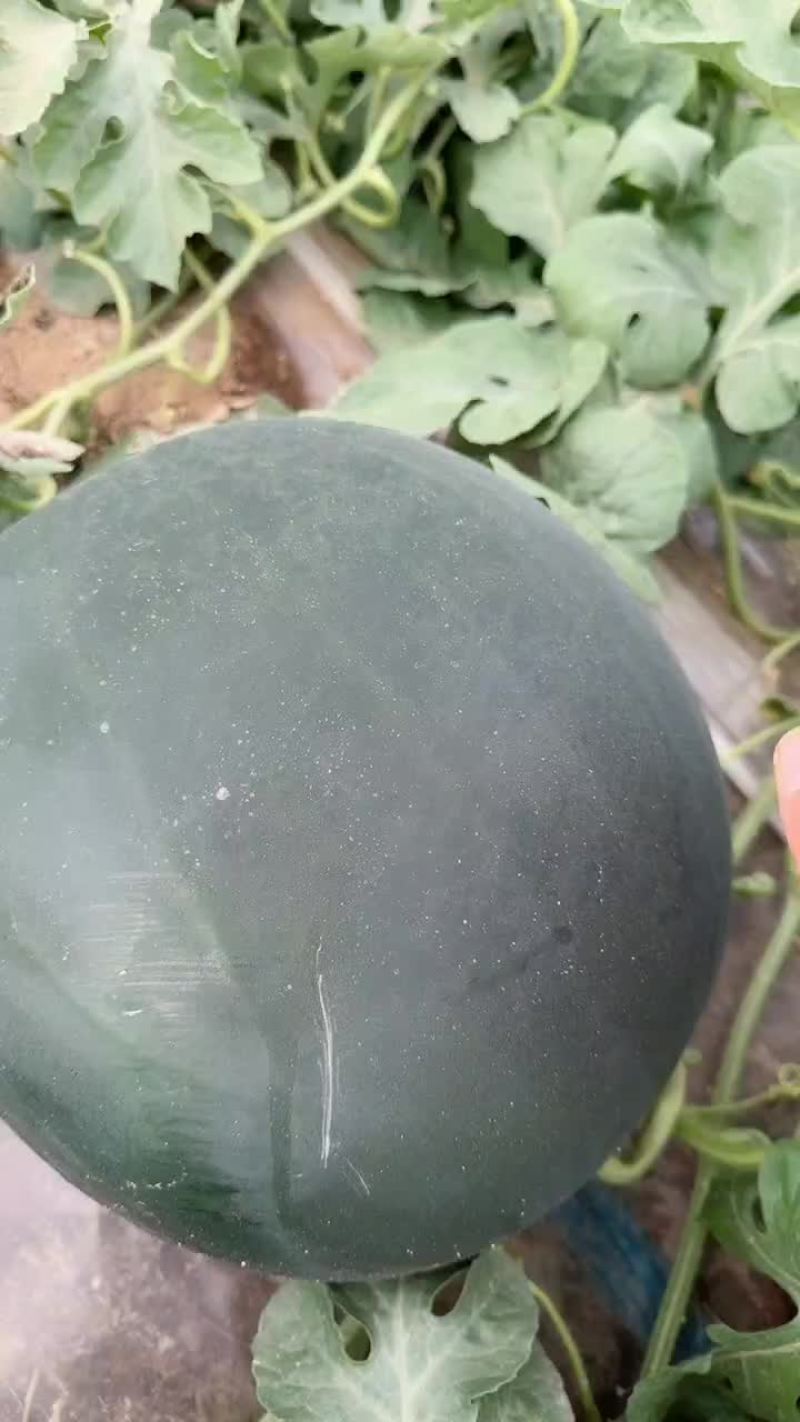 陕西黑无籽