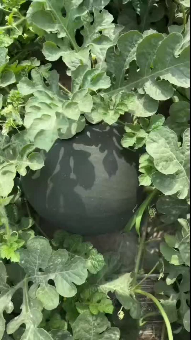 陕西黑无籽