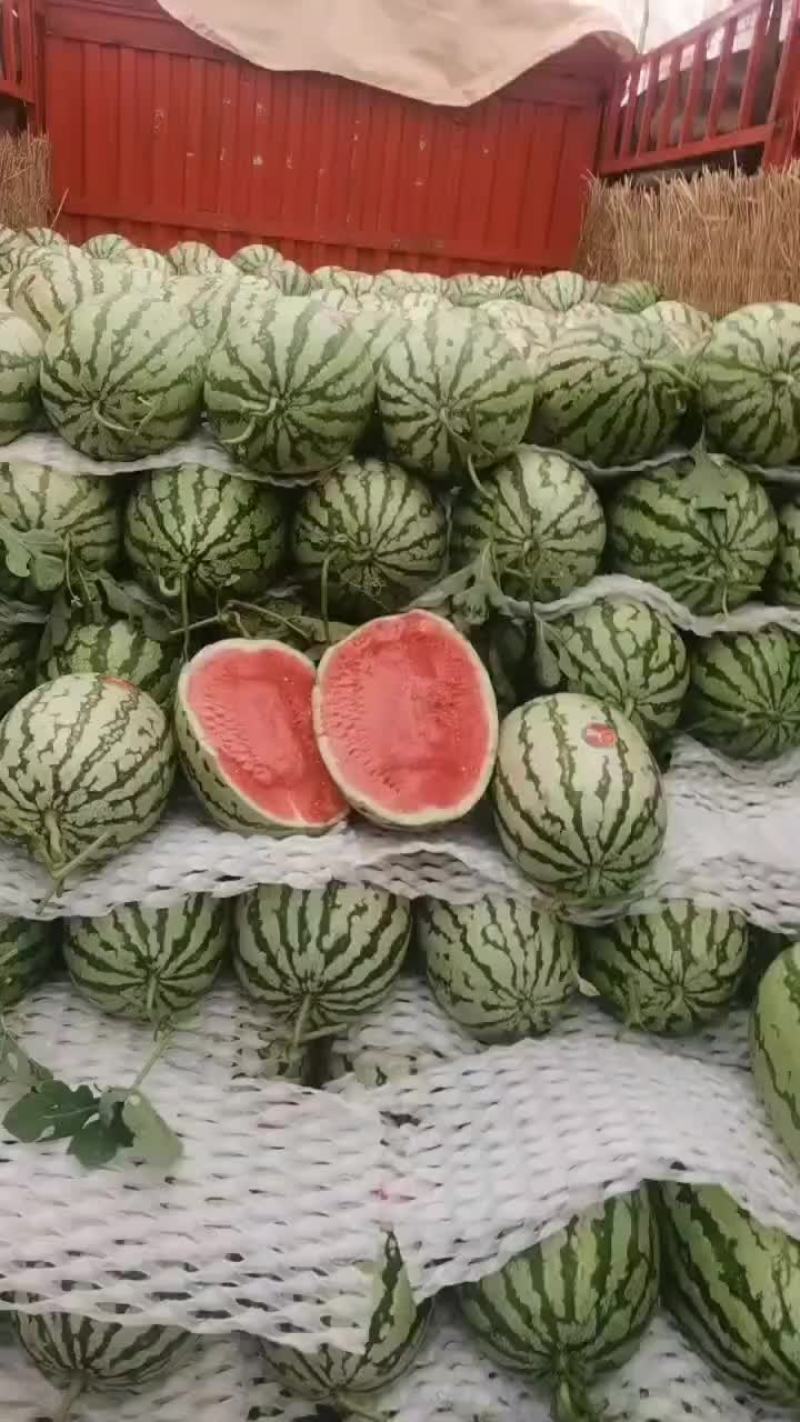 陕西金花6