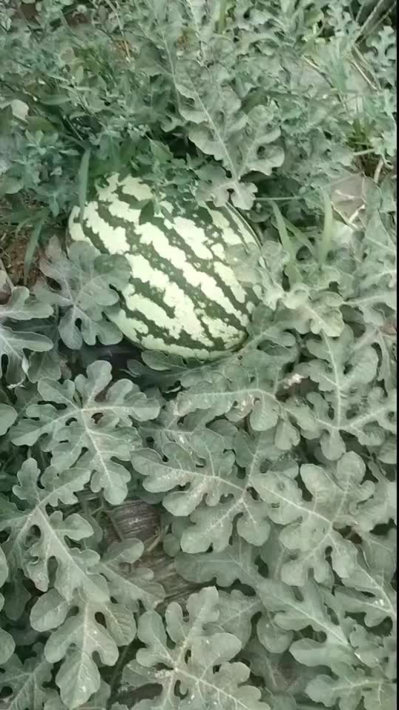 陕西金花6