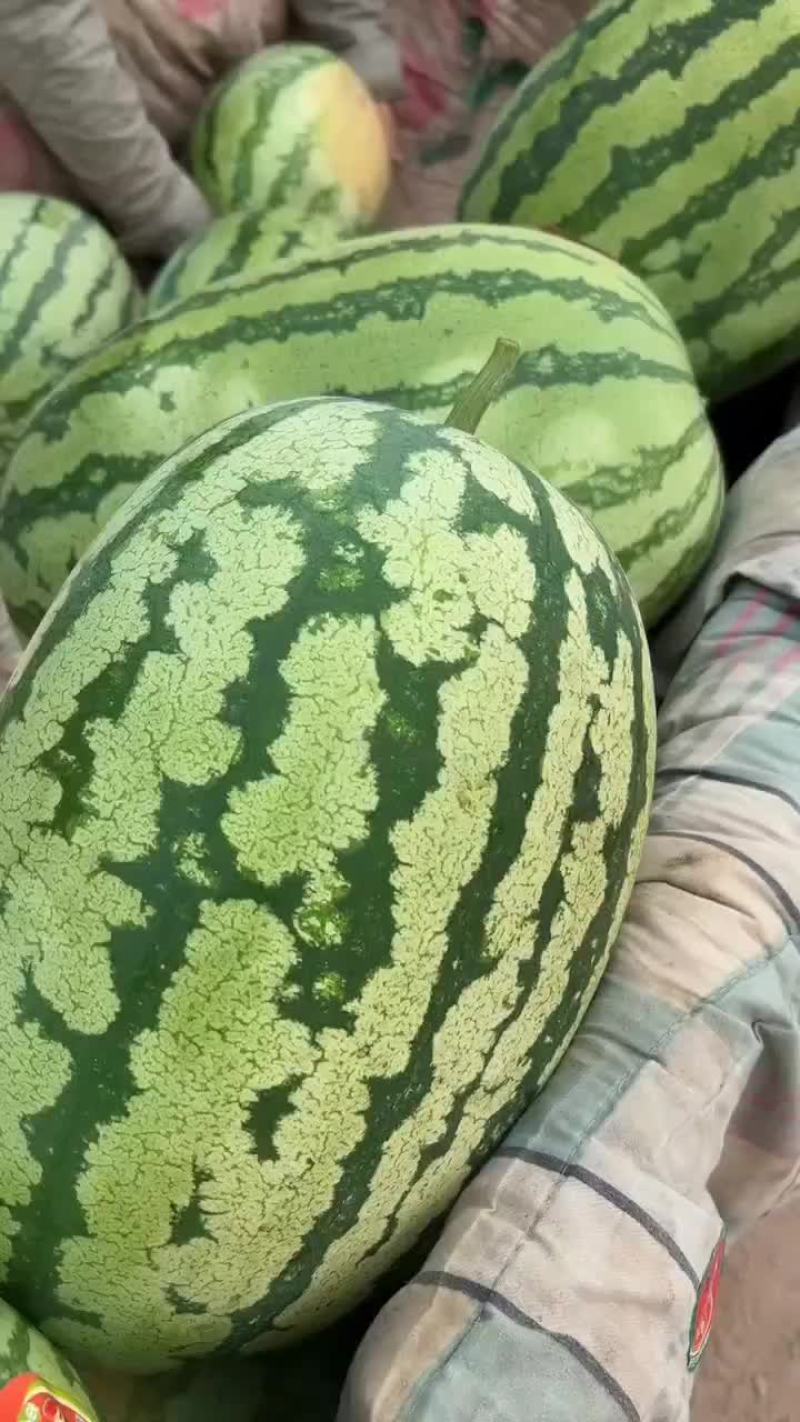 陕西金花6