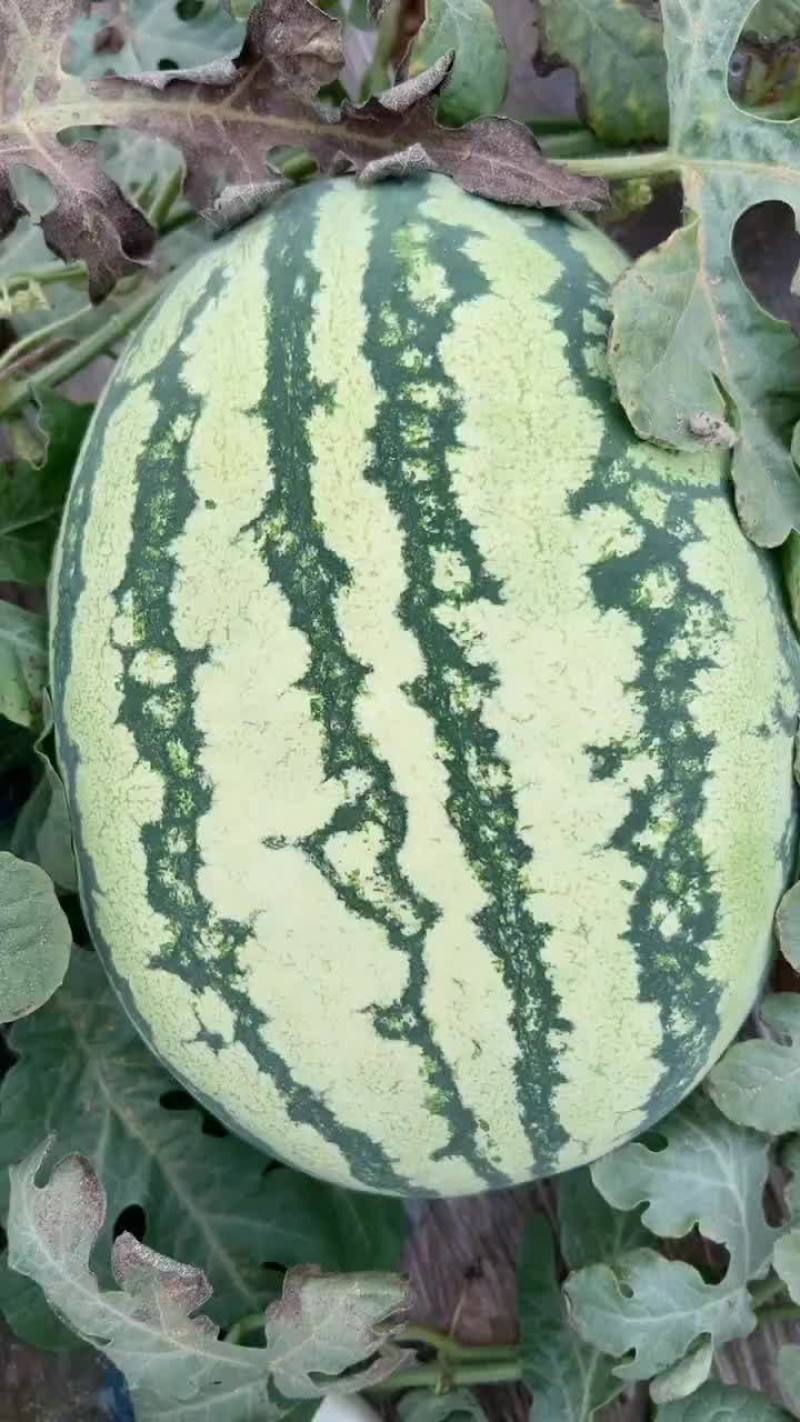 陕西金花6
