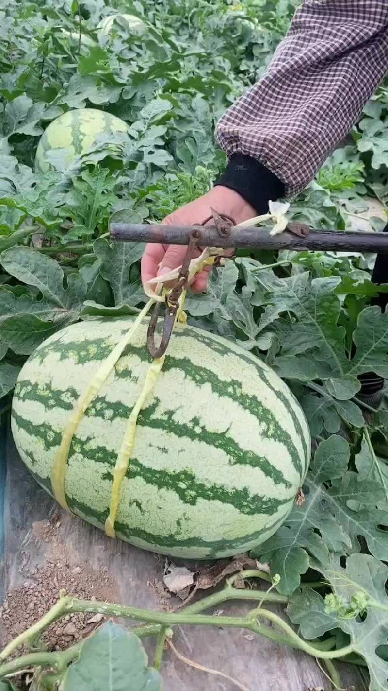陕西金花6