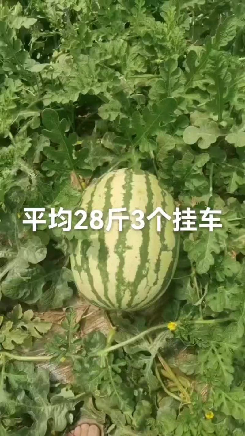 陕西金花6