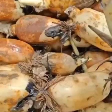 精品珍珠开始大量出货