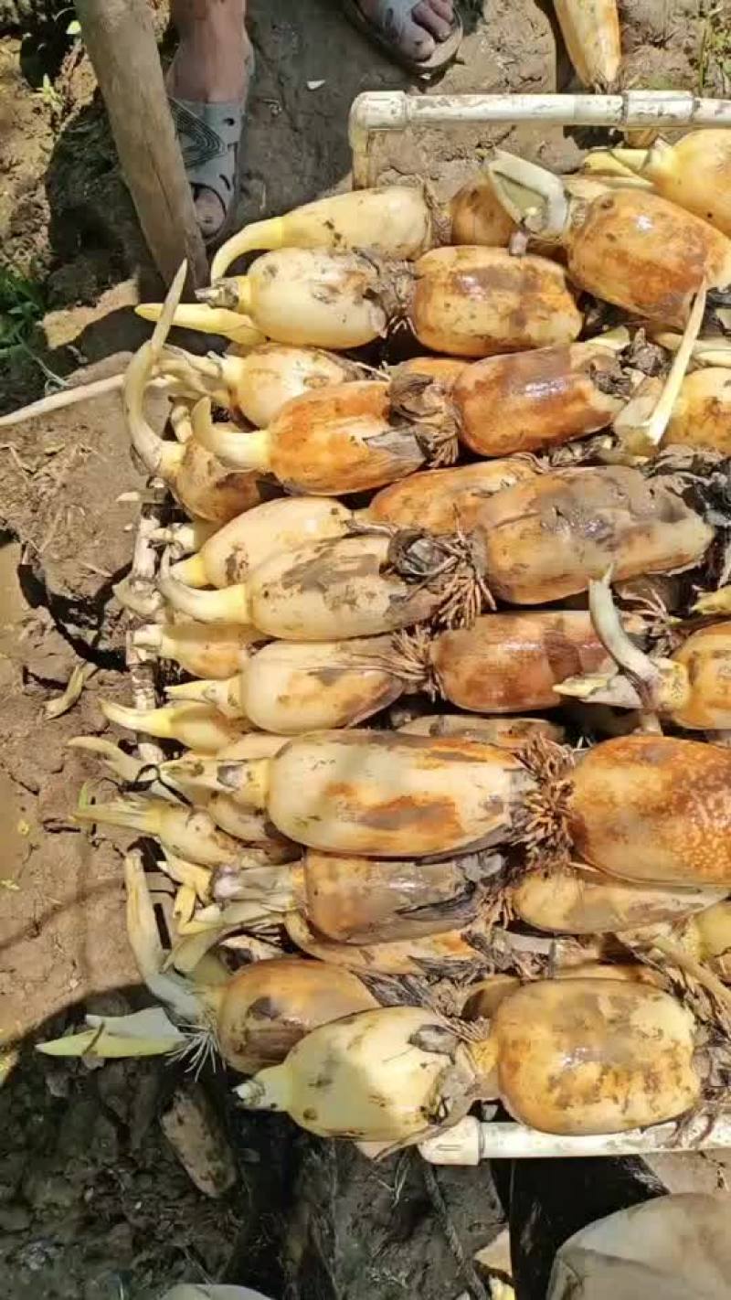 精品珍珠开始大量出货