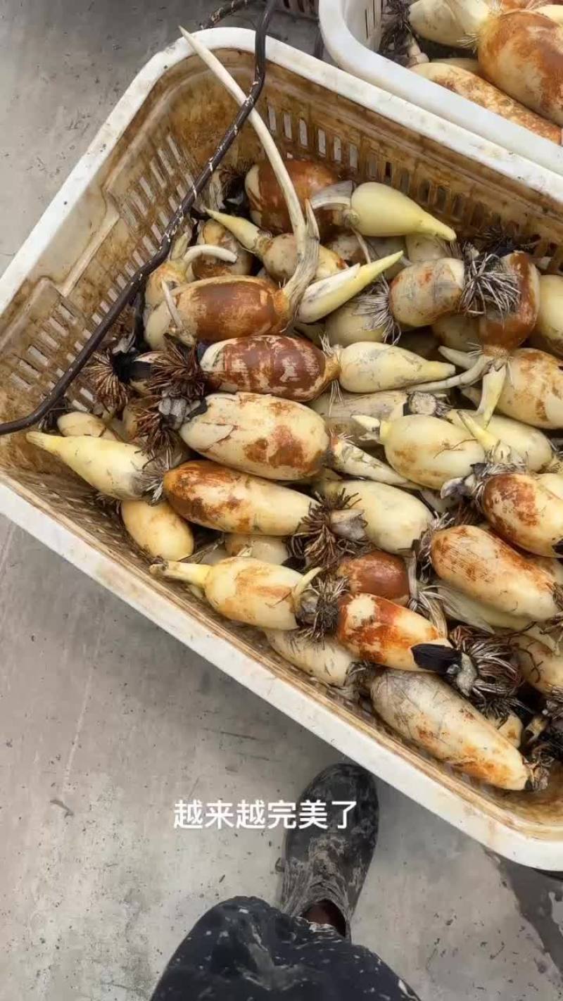 精品珍珠开始大量出货