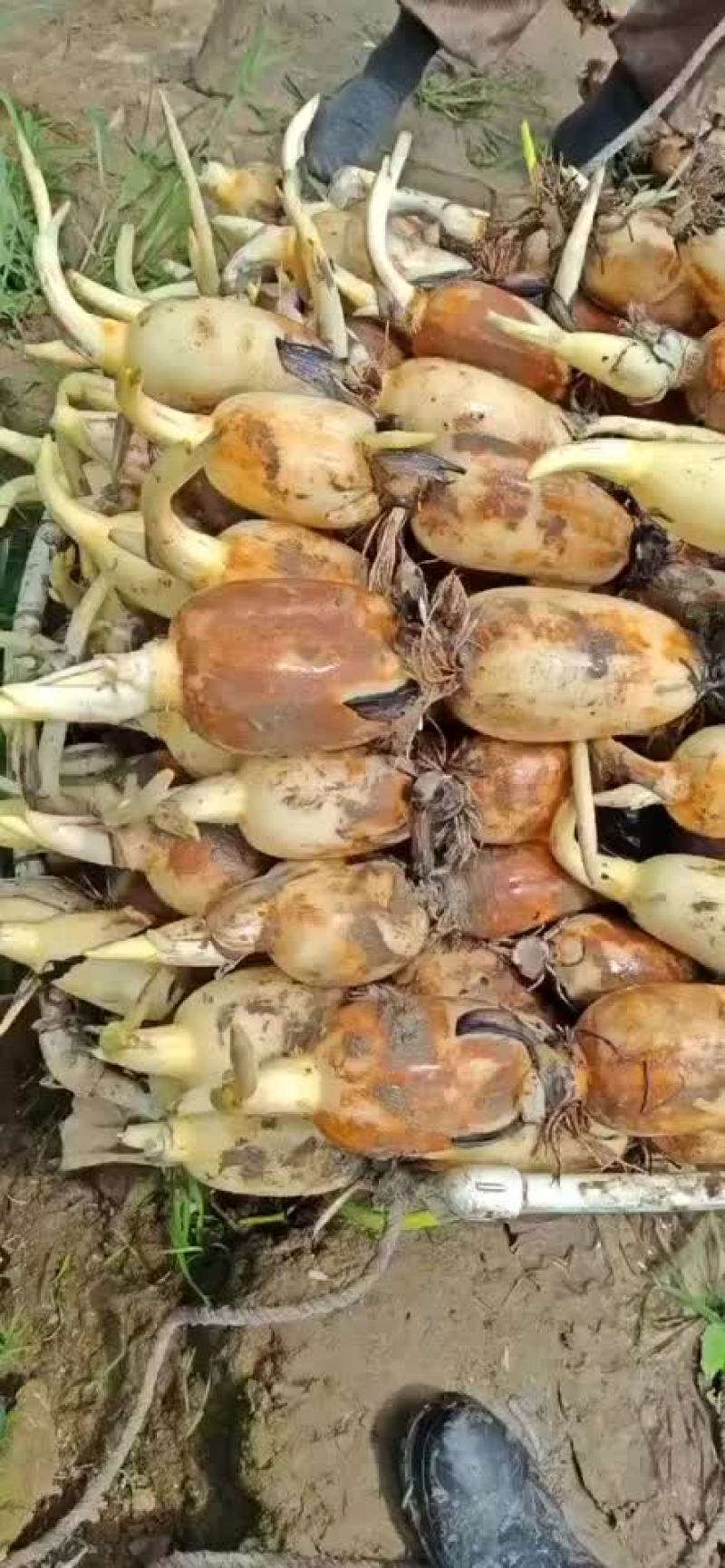 精品珍珠开始大量出货