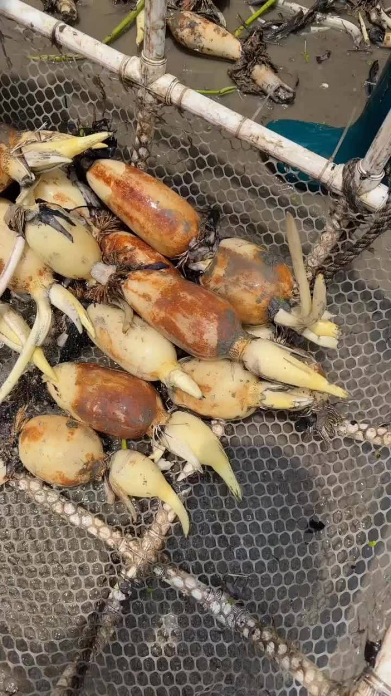 精品珍珠开始大量出货