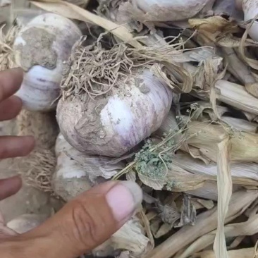 精品紫皮大蒜，黄苗蒜，海量供应，需要的滴滴小刘