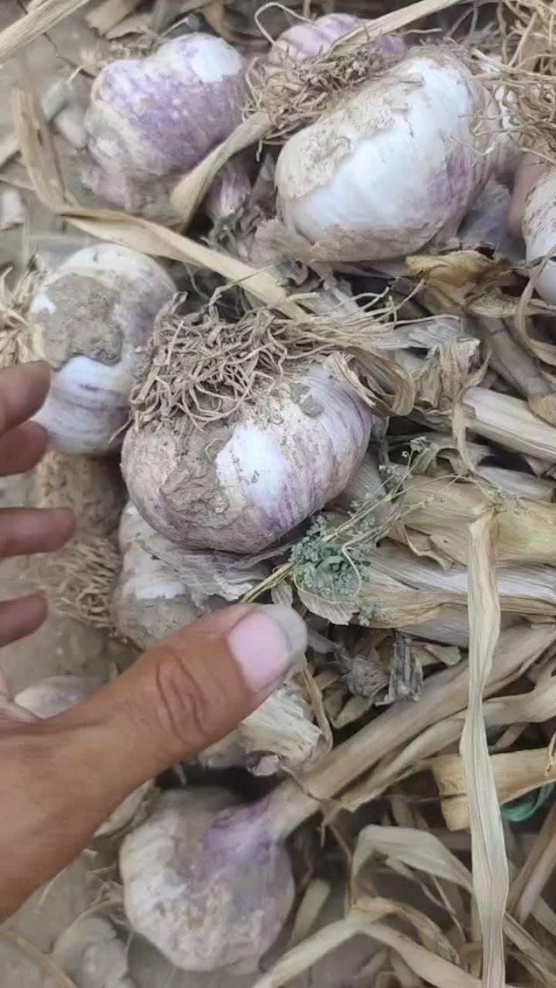 精品紫皮大蒜，黄苗蒜，海量供应，需要的滴滴小刘