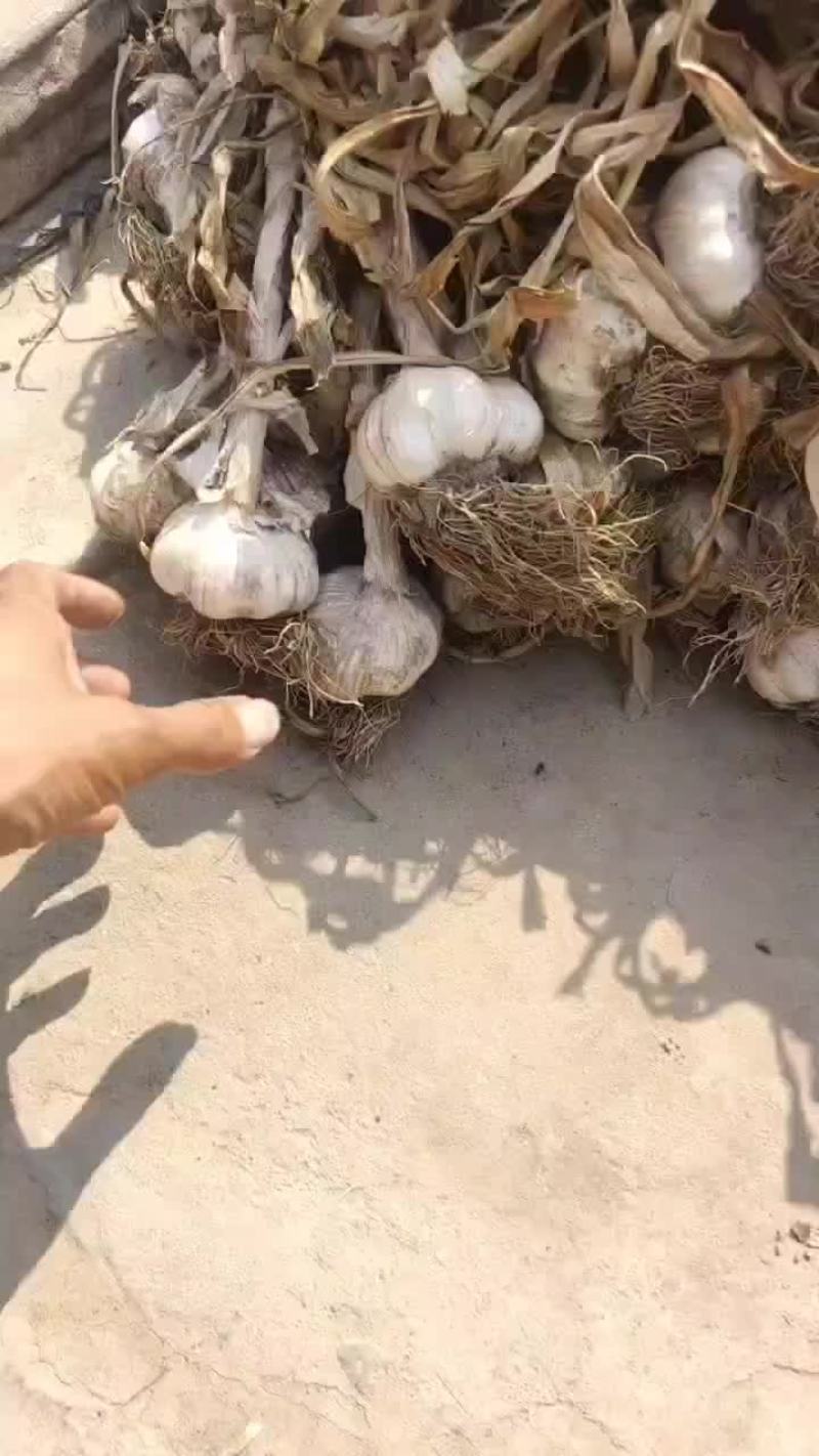 精品紫皮大蒜，黄苗蒜，海量供应，需要的滴滴小刘