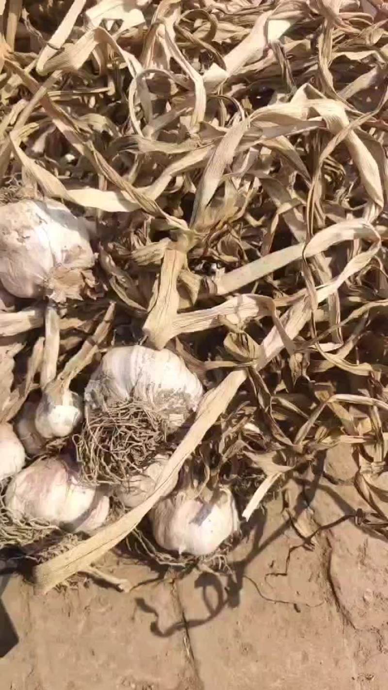 精品紫皮大蒜，黄苗蒜，海量供应，需要的滴滴小刘