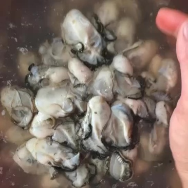 蚝肉