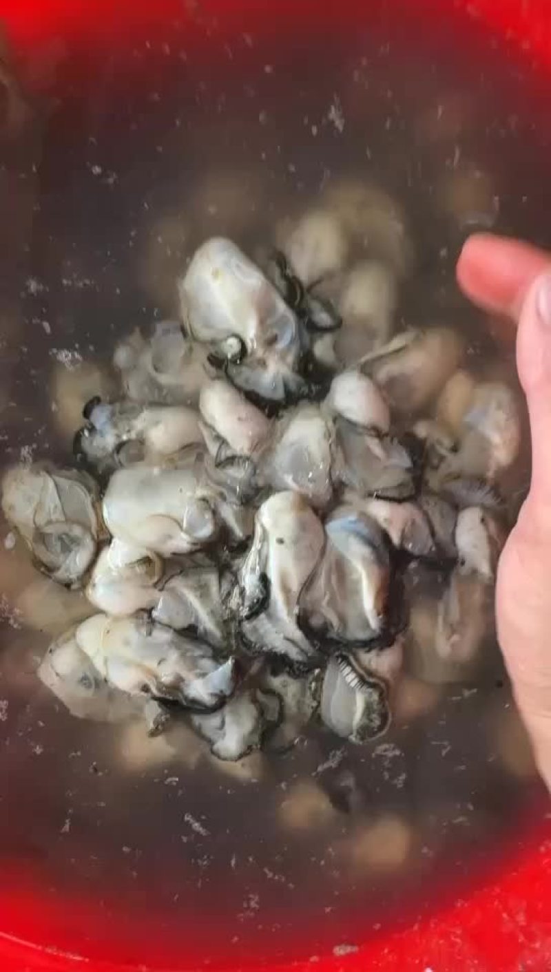 蚝肉