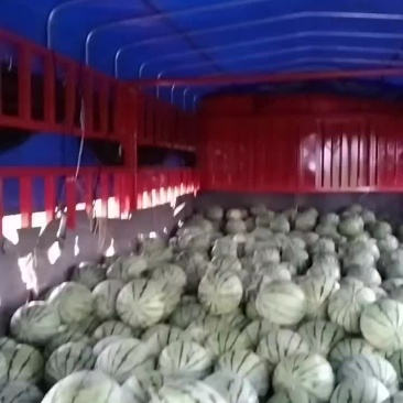 大面积种植露天西瓜，有丽园，品丰一号，满口糖等系列品种。
