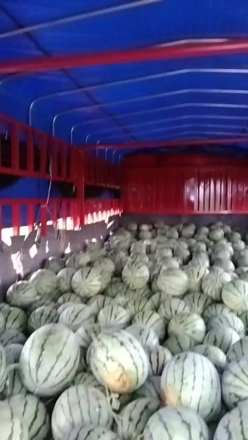 大面积种植露天西瓜，有丽园，品丰一号，满口糖等系列品种。