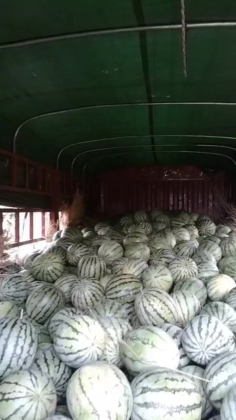 大面积种植露天西瓜，有丽园，品丰一号，满口糖等系列品种。