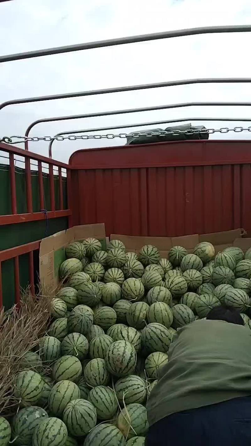 大面积种植露天西瓜，有丽园，品丰一号，满口糖等系列品种。