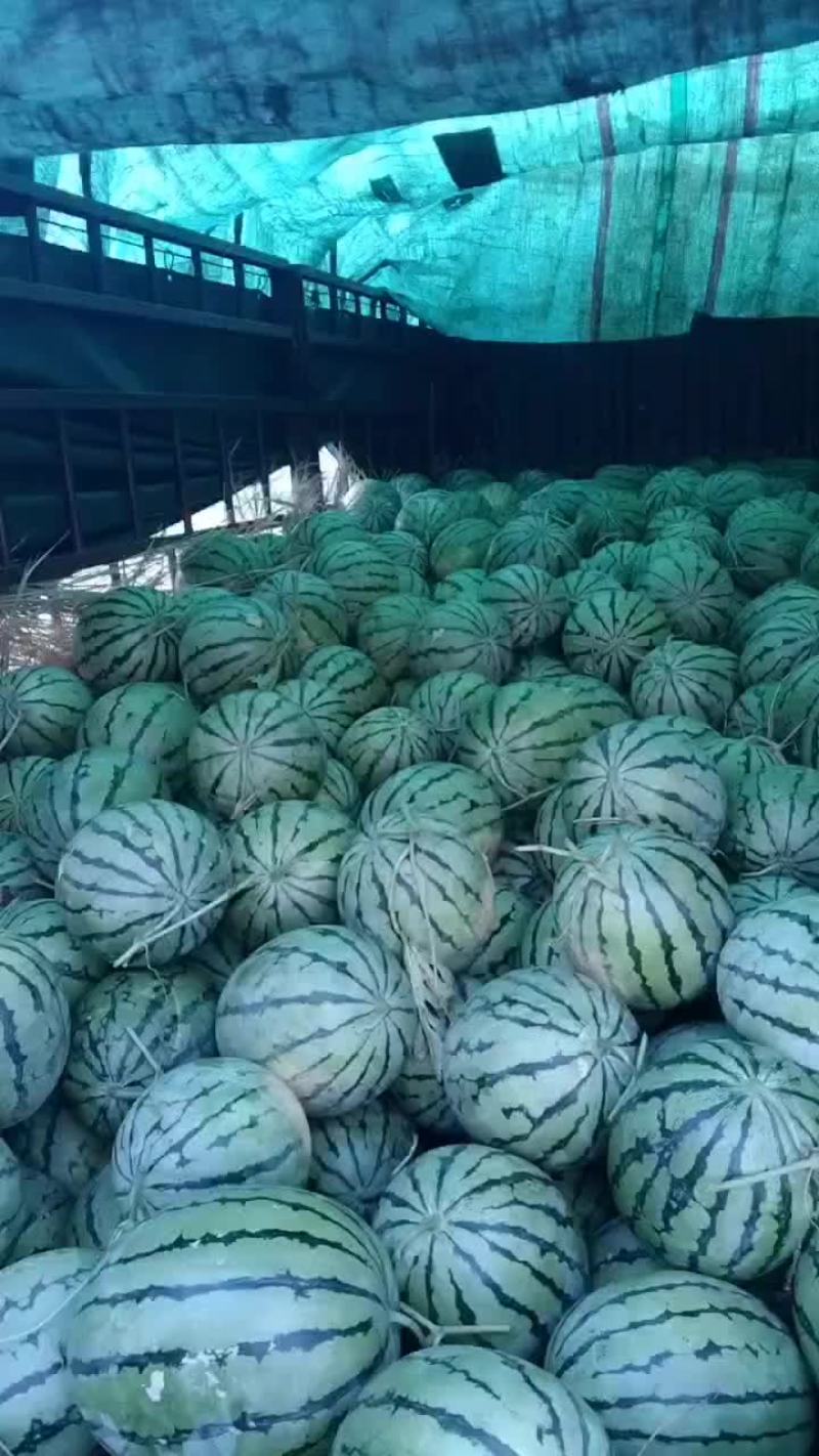 大面积种植露天西瓜，有丽园，品丰一号，满口糖等系列品种。