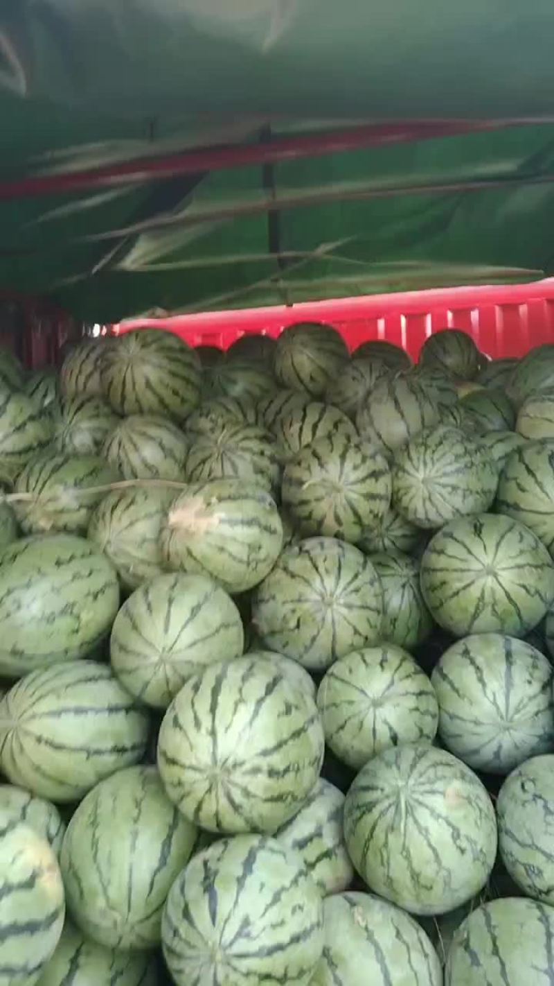 大面积种植露天西瓜，有丽园，品丰一号，满口糖等系列品种。