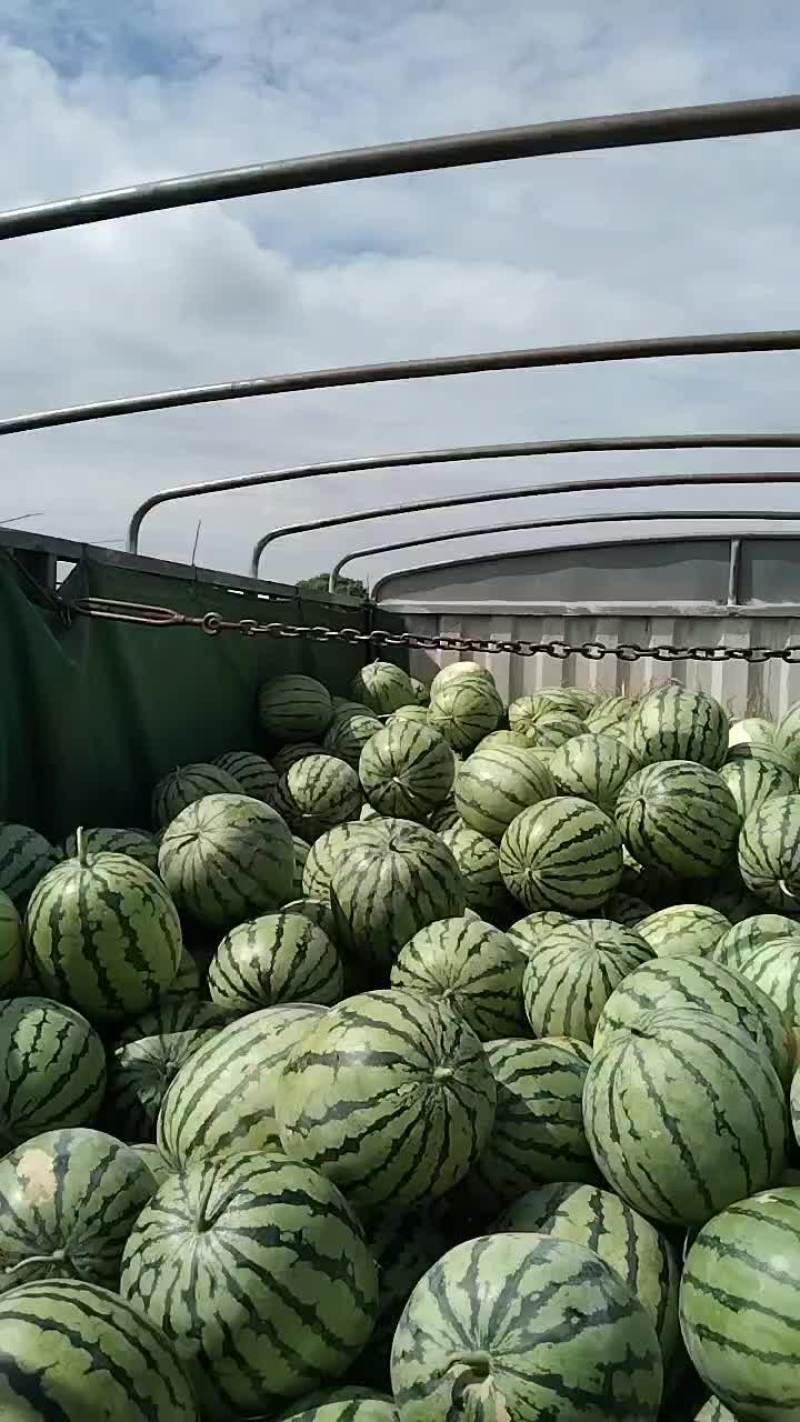 大面积种植露天西瓜，有丽园，品丰一号，满口糖等系列品种。