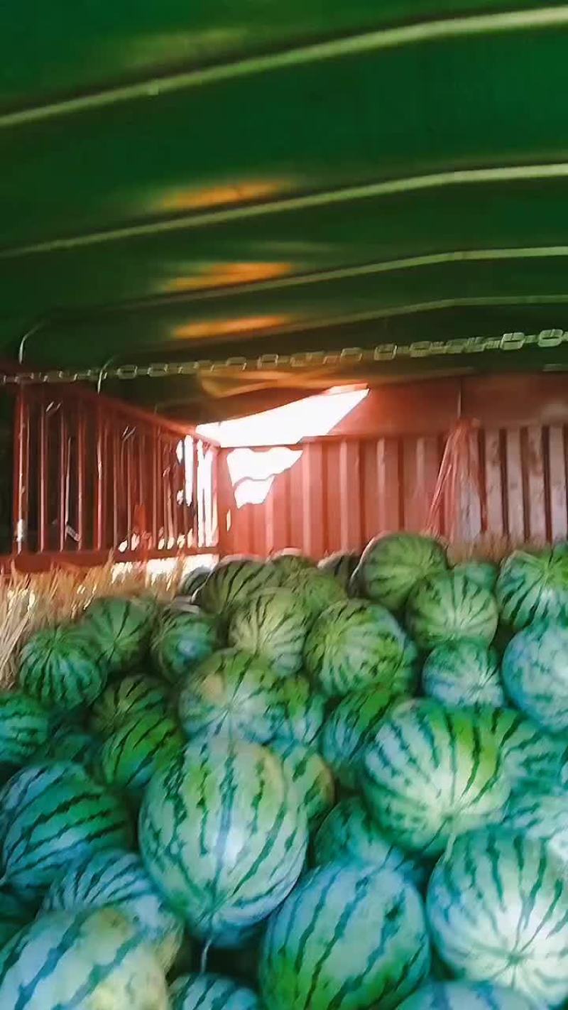 大面积种植露天西瓜，有丽园，品丰一号，满口糖等系列品种。
