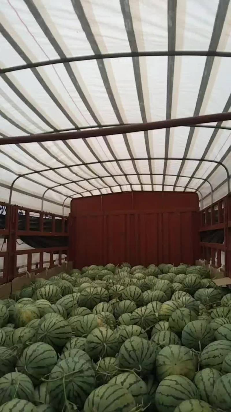 大面积种植露天西瓜，有丽园，品丰一号，满口糖等系列品种。