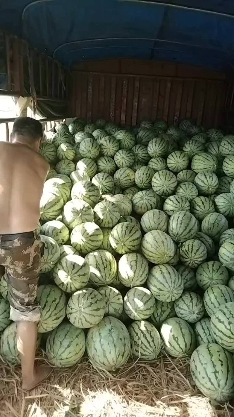 大面积种植露天西瓜，有丽园，品丰一号，满口糖等系列品种。