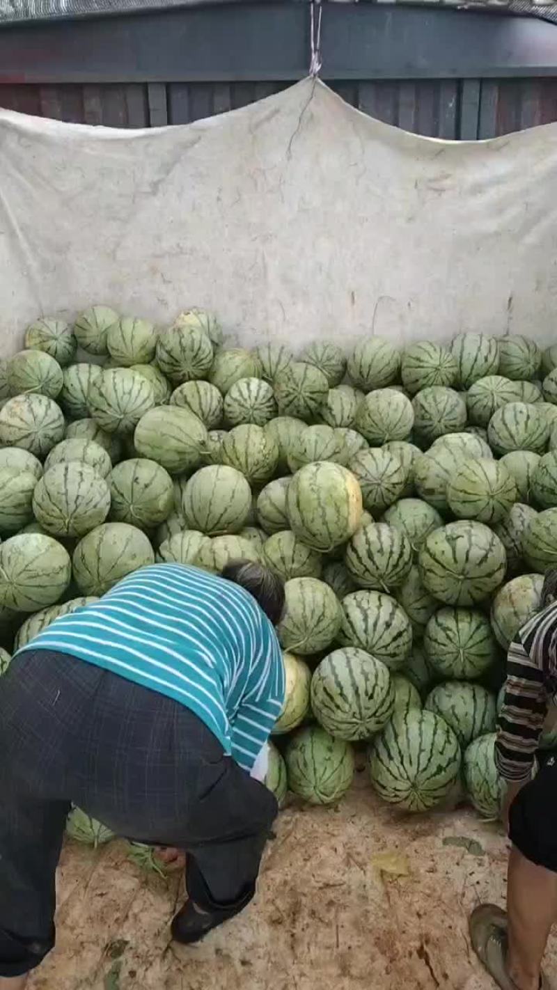 大面积种植露天西瓜，有丽园，品丰一号，满口糖等系列品种。