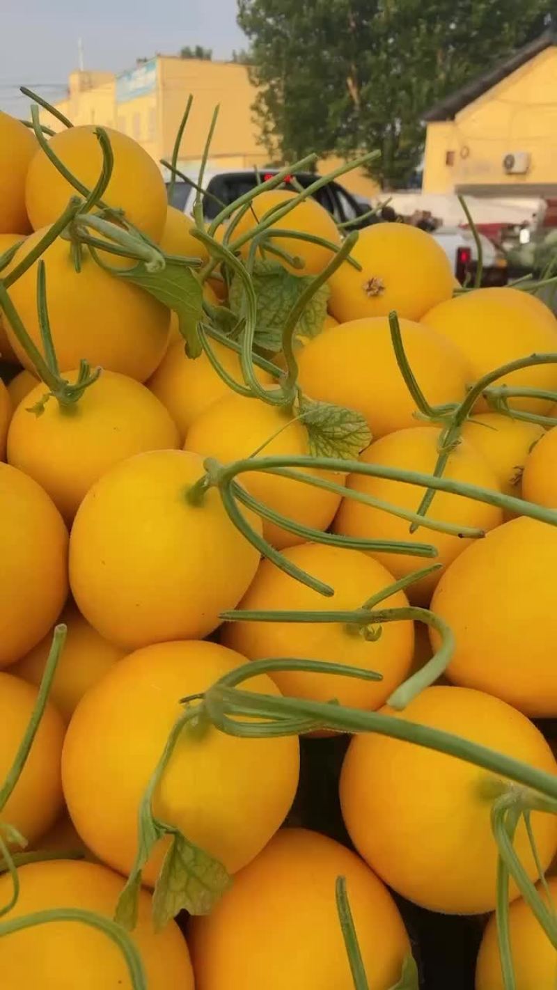 久红瑞甜瓜