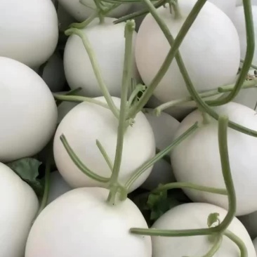 玉菇甜瓜