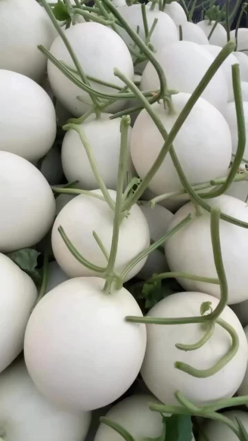 玉菇甜瓜