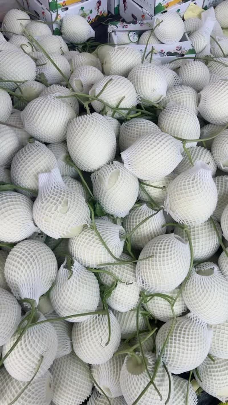 玉菇甜瓜
