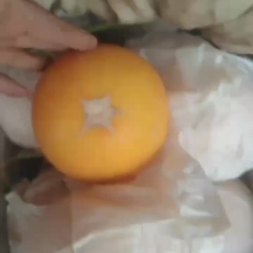 久红瑞暖室头茬，个头2到6斤，没毛病，自产自销，没任何费