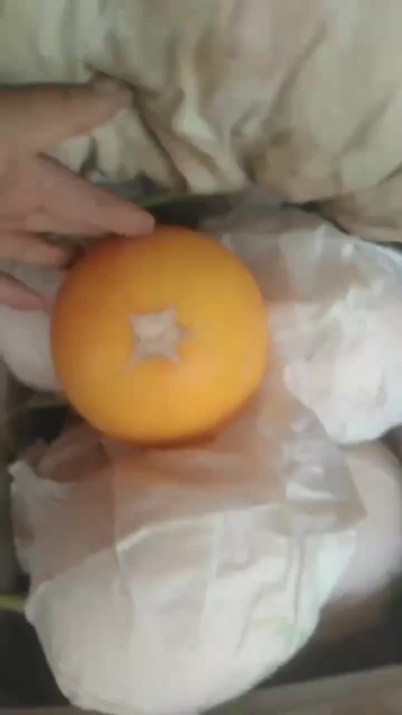 久红瑞暖室头茬，个头2到6斤，没毛病，自产自销，没任何费