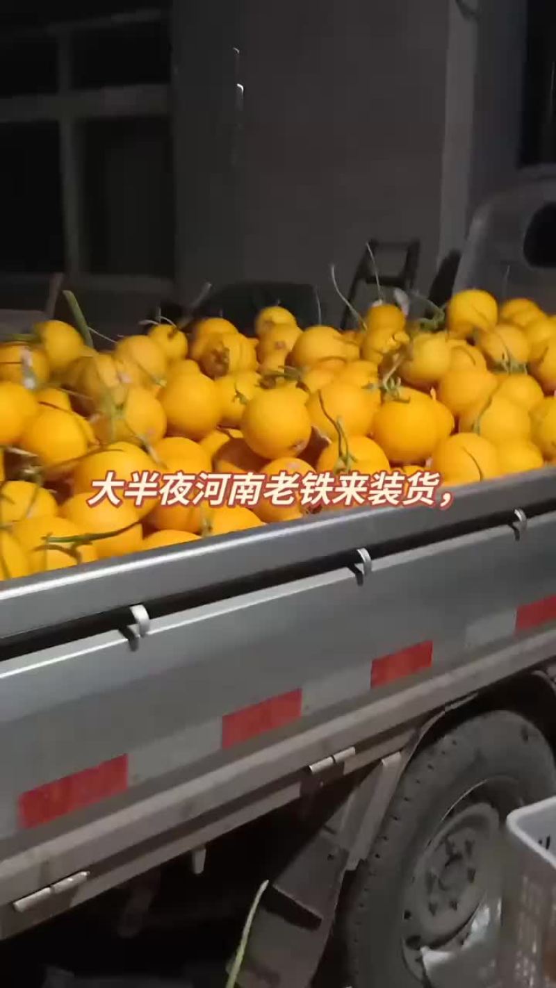 久红瑞暖室头茬，个头2到6斤，没毛病，自产自销，没任何费