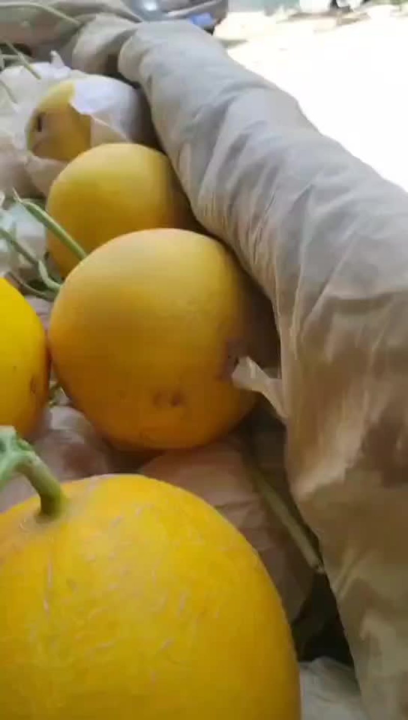 久红瑞暖室头茬，个头2到6斤，没毛病，自产自销，没任何费