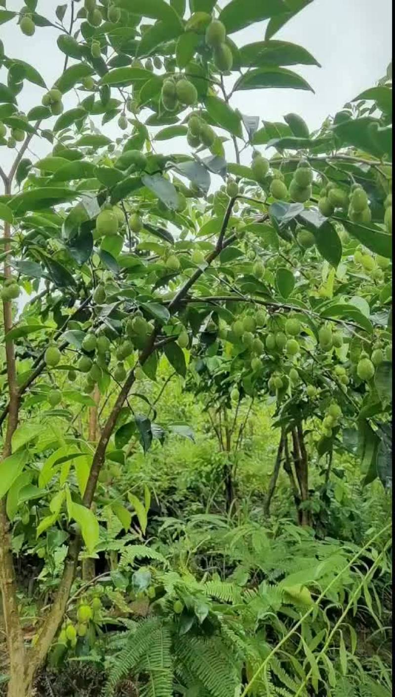 沉香种子