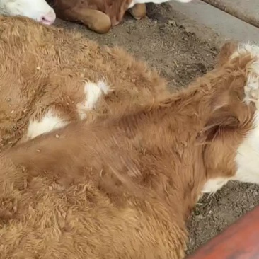 西门塔尔改良肉牛犊