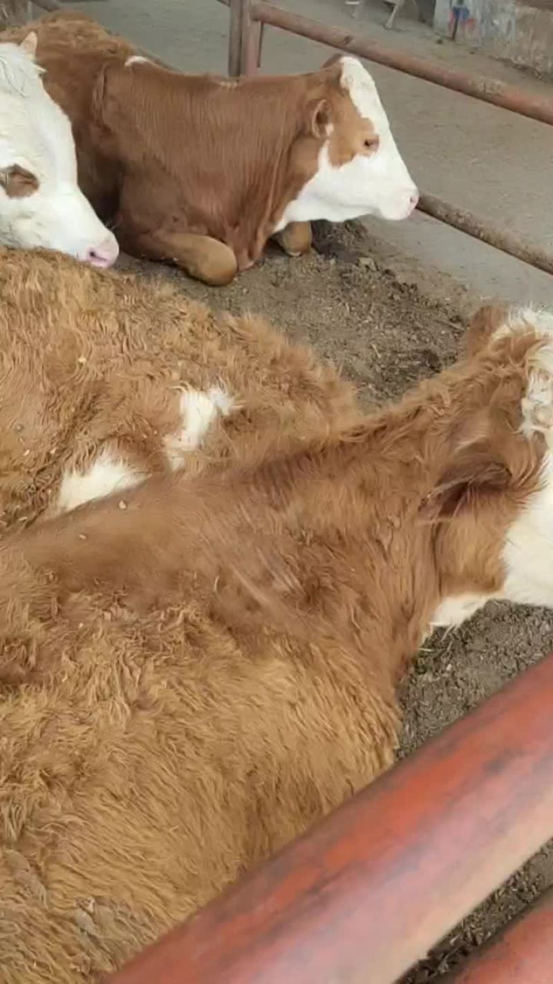 西门塔尔改良肉牛犊
